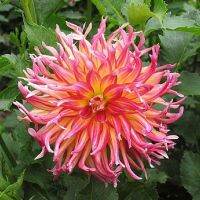 1 หัว/ออเดอร์ รักเร่ Dahlia Bulb สายพันธุ์ Bora Bora หัวรักเร่ ดอกไม้ หัวหน่อ เหง้า นำเข้า เนเธอร์แลน หัวสดใหม่