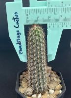 ดินสอดำแคคตัส นางฟ้าราตรี MondMage Cactus