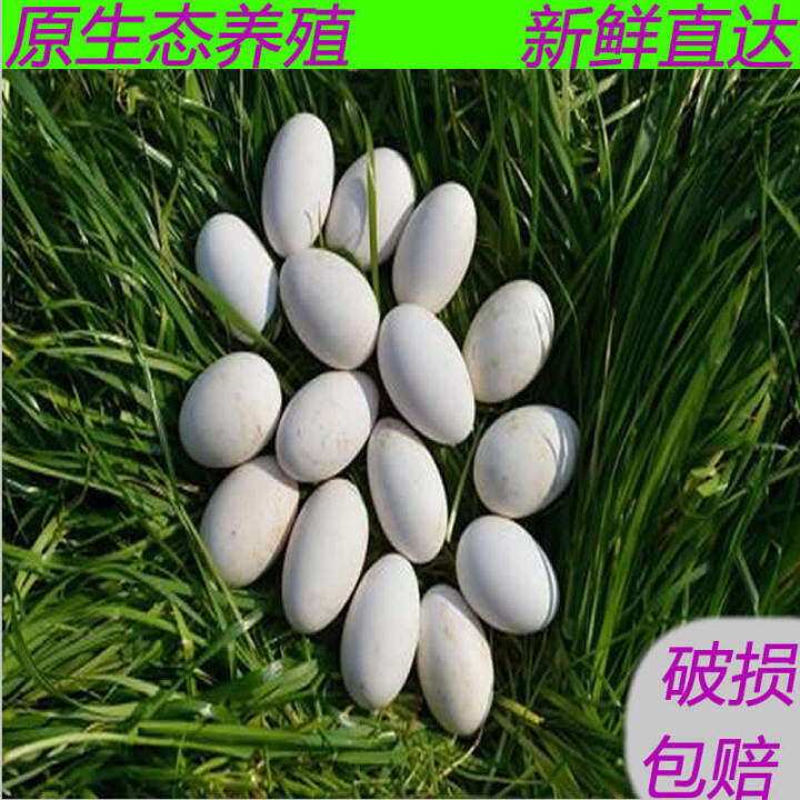 Authentic Farmhouse Freerange Fresh Goose Eggs 5 Postage Natural Goose