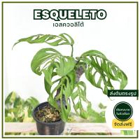 Chanrak.plants พลูฉลุยักษ์เอสควอลิโต้  (Monstera Esqueleto) จัดส่งฟรี