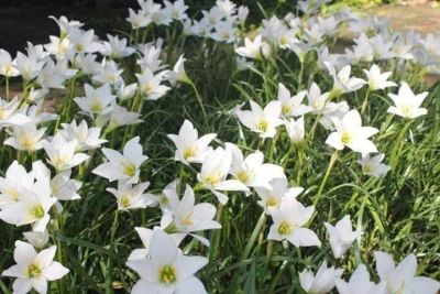 10หัว บัวดิน พันธุ์ว่านหอมดำ Zephyranthes sp. มีหัวใต้ดินคล้ายหัวหอม ใบเดี่ยว ดอกสีขาว