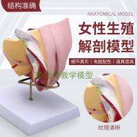 Medical human female reproductive organs inside and outside urinary system model of anatomical structure of department of gynaecology mould to family health