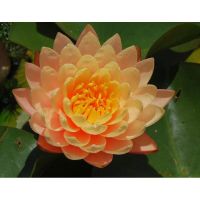 เมล็ดบัวจิ๋ว สีทอง (Mini Golden Lotus) 5 เมล็ด.