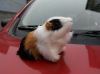 Guinea Pig Plush Toy Cute Hamster Doll Car Accessories Mascot