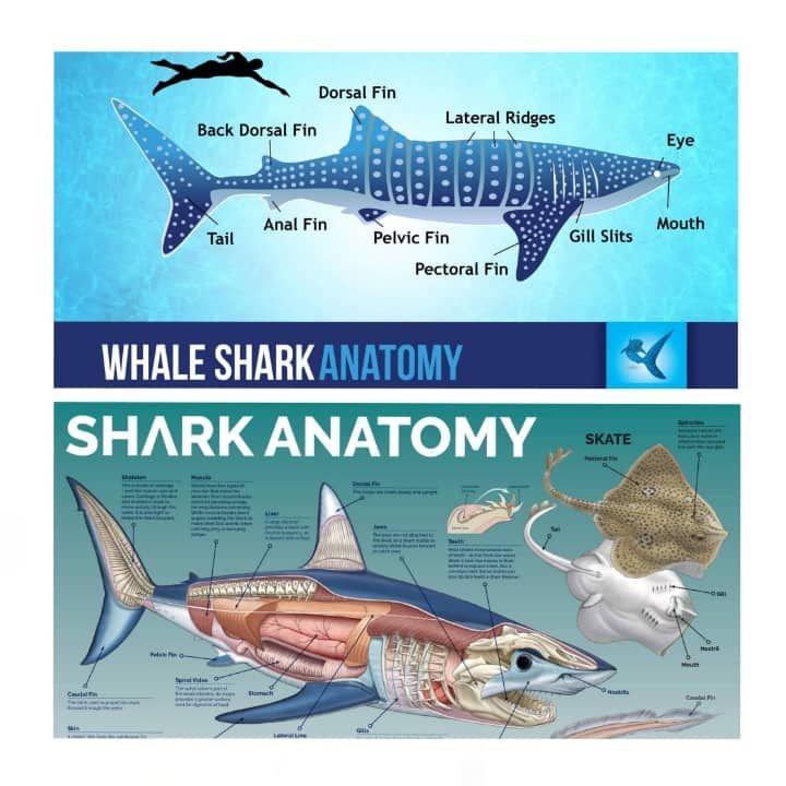 Shark Anatomy, Laminated Educational Charts for Kids and Learners ...