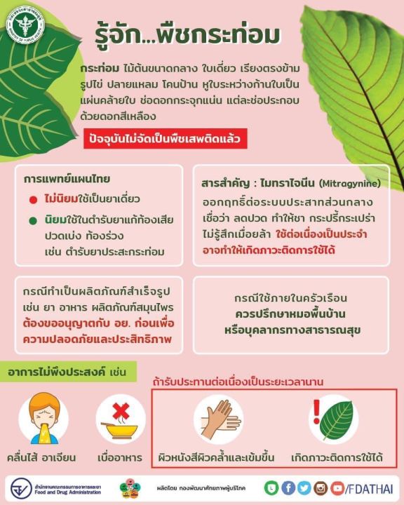 ใบกระท่อมปทุมธานี-ใบรวมขนาด4นิ้วขึ้นไป-ขนาด-1-กิโลกรัม-ใบสวย-การันตีจากรีวิวลูกค้าประจำ-สินค้าเน่าเสียเคลมได้