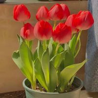 [COD] imports large ball tulip perfume cultivation double petal good living garden balcony potted plant flower lily