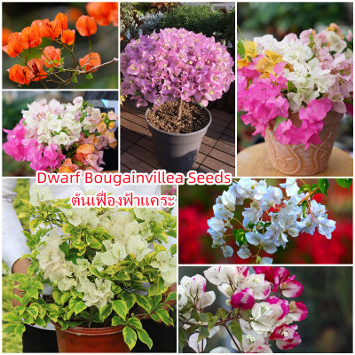 100 แคปซูลต่อแพ็ค เมล็ดพันธุ์ เม็ดพุด  Bougainvillea Plant Flower Seeds เมล็ดพันธุ์ ต้นไม้ประดับ เมล็ดดอกไม้ ต้นไม้ ไม้ประดับ เมล็ด ไม้ดอก พันธุ์ไม้ดอก ต้นดอกไม้ ต้นไม้หายาก ต้น บอนสี เมล็ดบอนสี บอนสีสวยๆ เมล็ดพันธุ์ดอกไม้ อัตราการงอกสูง เมล็ดพันธุ์แท้100