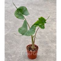 อโลคาเซีย หางกระเบน (Alocasia stingray)  3 ไซส์