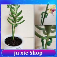 JuXie store 5pcs Plastic Plant Supports Flower orchid Stand Holder Bracket Reusable Protection Fixing Tools Gardening Supplies