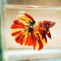 Betta ปลากัด  ฮาฟมูน สีCandy หางยาว สีสดใส สายพันธุ์แท้ เกรดA ปลาสวยงาม