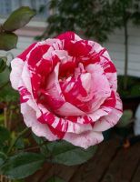 30 เมล็ด เมล็ดพันธุ์ กุหลาบ สตาร์แอนด์สไตร้พส์ Stripes Rose Seed สี ขาว-แดง ดอกใหญ่ นำเข้าจากต่างประเทศ พร้อมคู่มือ เมล็ดสด ใหม่