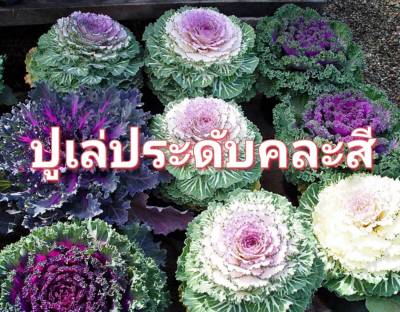 ปูเล่ญี่ปุ่นคละสี ปูเล่  เมล็ดพันธุ์ปูเล่ญี่ปุ่นคละสี  Pule Mix Colour - Decorative Kale  Seeds บรรจุ 5 เมล็ด   ราคาถูก ปลูกง่าย