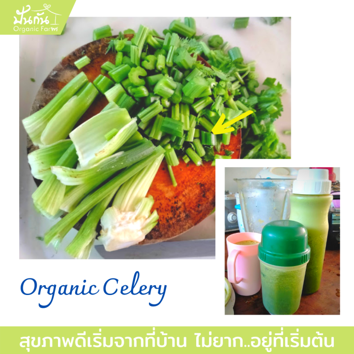 เมล็ดพันธุ์-celery-เซเลอรี่-ขึ้นฉ่ายฝรั่ง-คึ่นช่ายยักษ์-เซเลรี่-บรรจุ250-เมล็ด-ผักสวนครัว-พร้อมเอกสารแนะนำการปลูก-organic-celery-จากปันกันออร์แกนิคฟาร์ม