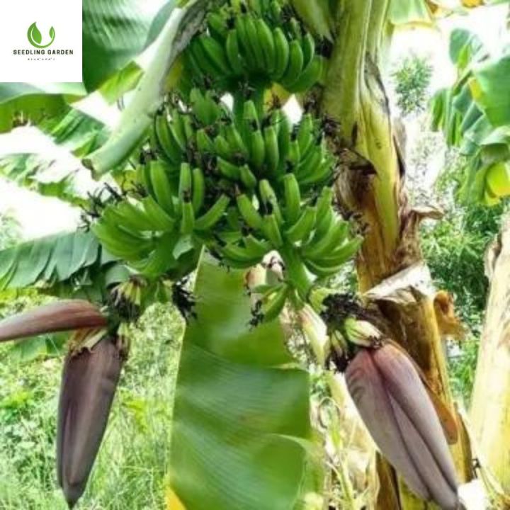 ต้นกล้าโตดี-กล้วยยักษ์อินโด-ติดผลเยอะมาก-1-ปีติดผล-เมล็ดแบน-ต้นกล้าแข็งแรงมาก-ให้ผลผลิตสูง-โรคแมลงรบกวนน้อย