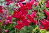 เมล็ดพันธุ์ เพนสตีมอน penstemon gentianoides beardtongue 200 เมล็ด เมล็ดพันธุ์นำเข้าจาก อังกฤษ