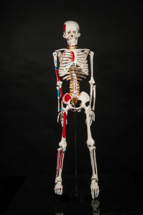 medical-human-body-skeleton-skeleton-skeleton-spinal-nerve-teaching-anatomy-specimens-model