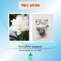 หัวว่านสี่ทิศฮอลแลนด์ เกรดส่งออก พันธุ์ Mini White 1 หัว Amaryllis bulb (Mini White) export grade 1 bulb from Dynamic seeds