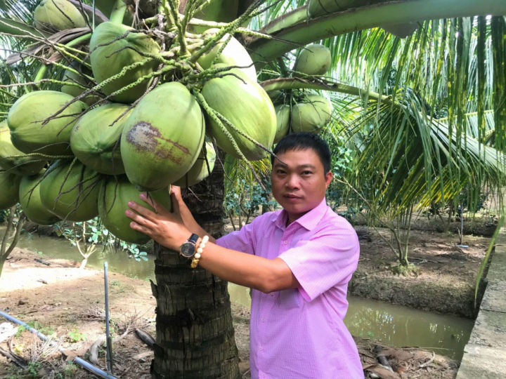 ต้นมะพร้าวกะทิ-ต้นมะพร้าวอ่อนมีสุขภาพแข็งแรง-ปลูกง่าย-แมลงรบกวนน้อย-นำเข้าจากมาเลเซีย-รส-หอม-หวาน-ราก