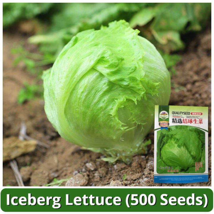 High Yield Benih Salad Iceberg Lettuce Seeds (500 Seed) 结球生菜籽 Iceberg