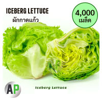 [4000 เมล็ด] เมล็ดผักสลัด เมล็ด ผักกาดแก้ว Iceberg Lettuce สลัดไอซ์เบิร์ก ขายดี
