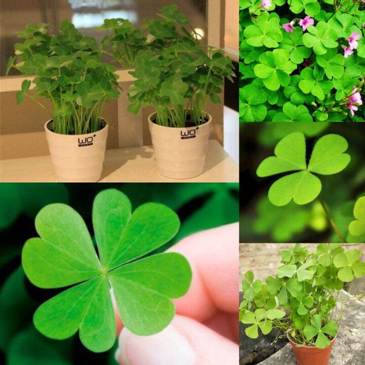 [Fast Germination] 200 seeds/pack Lucky Four Clover Leaf Plant Seed