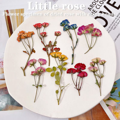 O•urHome [พร้อมส่ง] ดอกกุหลาบแห้ง Dried rose flower ดอกไม้แห้งจากธรรมชาติ ดอกกุหลาบ ของตกแต่งบ้าน อุปกรณ์ประกอบฉากภาพ DIY ทำด้วยมือ