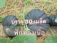 เมล็ดพันธ์ุฟักทอง พันธุ์เนื้อ 30 เมล็ด