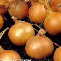 100 เมล็ด เมล็ดหอมหัวใหญ่ สายพันธุ์ หอมใหญ่ Bila ของแท้ 100% อัตรางอก 70-80% Onion seeds มีคู่มือปลูก