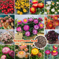 High Quality Beautiful Strawflower Flower Seeds for Sale Bonsai Seeds (บรรจุ 300 เมล็ด) Plants Seeds ต้นไม้มงคลสวยๆ ดอกไม้ เมล็ดพันธุ์ เมล็ดบอนสี บอนสีหายาก เมล็ดดอกไม้ บอนสีหายากไทย ต้นไม้ฟอกอากาศ ไม้ประดับ กุหลาบหิน Vegetable Air Plants Home Garden