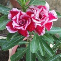 12 เมล็ด เมล็ดพันธุ์ ชวนชม สายพันธุ์ไต้หวัน ดอกซ้อน Adenium Seeds กุหลาบทะเลทราย Bonsai Desert Rose ราชินีบอนไซ อัตรางอกสูง 70-80%