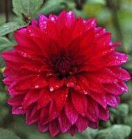 1 หัว/ออเดอร์ รักเร่ Dahlia Bulb สายพันธุ์ Zorro หัวรักเร่ ดอกไม้ หัวหน่อ เหง้า นำเข้า เนเธอร์แลน หัวสดใหม่