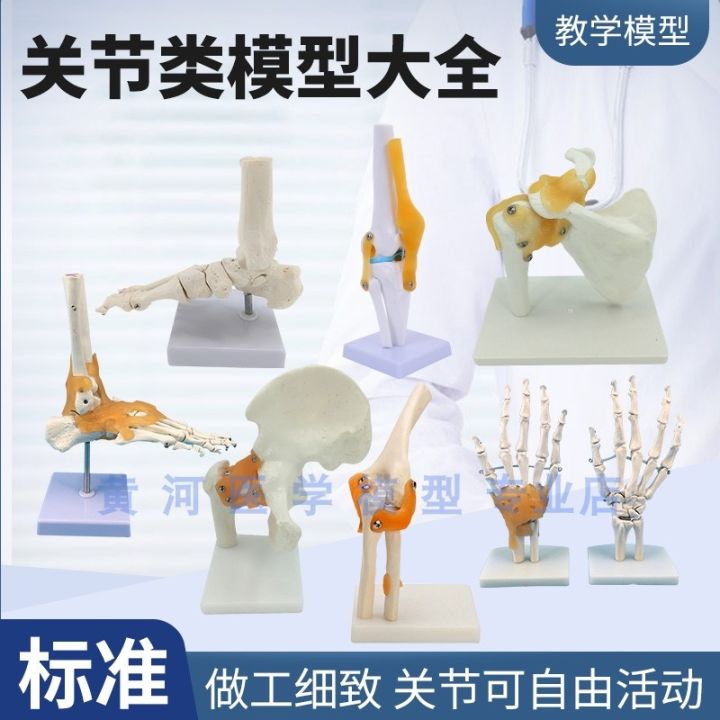 model-of-human-knee-joint-shoulder-joint-elbow-joints-feet-hip-joints-model-1-1-bones
