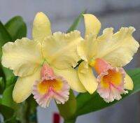 30 เมล็ดพันธุ์ Seeds เมล็ดกล้วยไม้ แคทลียา (Cattleya Orchids) Orchid flower seeds อัตราการงอก 80-85%