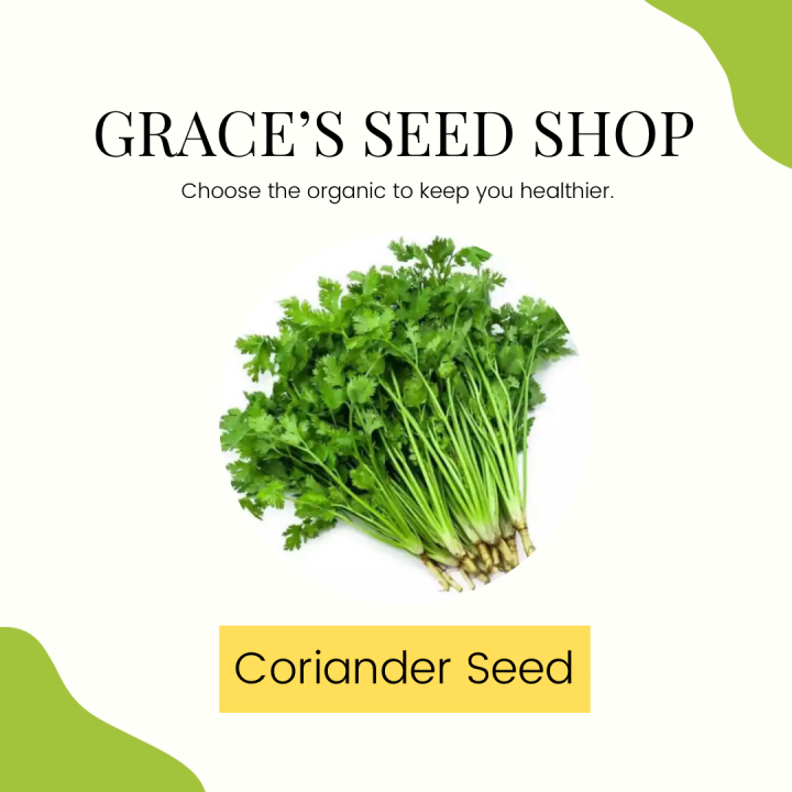 Fresh CORIANDER/Cilantro Seeds, Cultivate Your Herb Garden Lazada PH