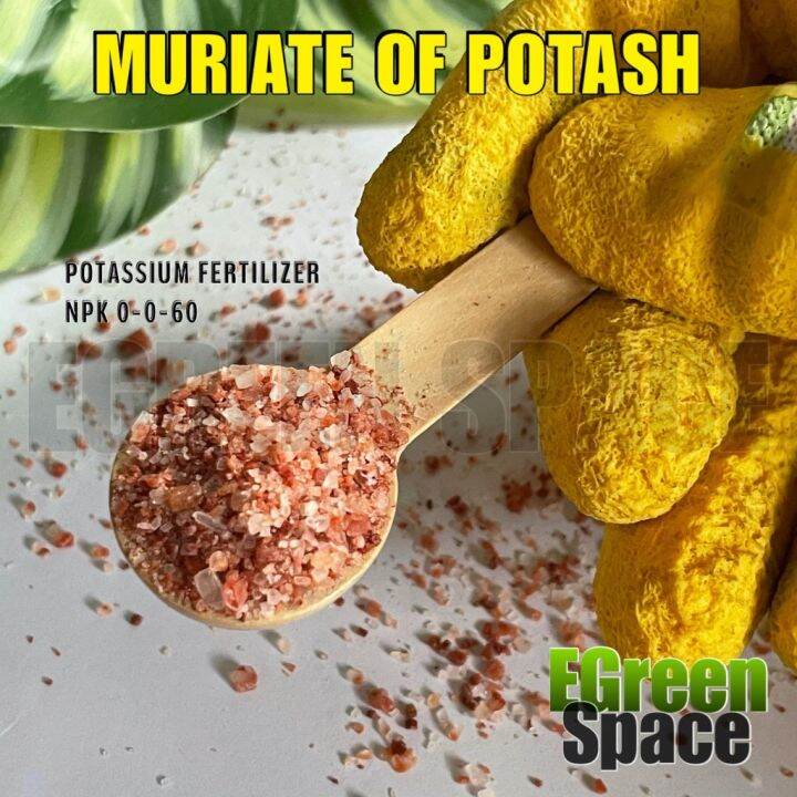 MURIATE OF POTASH (1KILO) POTASSIUM FERTILIZER Lazada PH