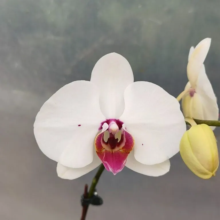 Phalaenopsis Hybrid White Dots Red-Lip | Medium Moth Orchid | Lazada