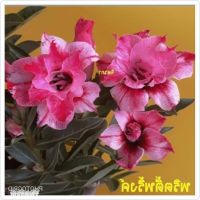 12 เมล็ด เมล็ดพันธุ์ ชวนชม สายพันธุ์ไต้หวัน ดอกสีม่วง Adenium Seeds กุหลาบทะเลทราย Desert Rose ราชินีบอนไซ อัตรางอก 80-90% มีคู่มือปลูก