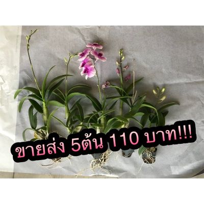 ( PRO+++ ) โปรแน่น.. กล้วยไม้หวายแคระ ในกระถาง1นิ้ว ขาย5ต้น 130!!! (ต้นเปล่า) พร้อมส่ง ราคาสุดคุ้ม พรรณ ไม้ น้ำ พรรณ ไม้ ทุก ชนิด พรรณ ไม้ น้ำ สวยงาม พรรณ ไม้ มงคล