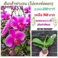 ฟาแลนนอปซิส สีม่วงเเขบขาว (ไม่เเทงช่อ) ไซส์กลาง กระถาง 2.5 นิ้ว Phalaenopsis