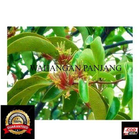 DAUN BENALU POHON MANGGA 1KG MURAH OBAT HERBAL OBAT TRADISIONAL OBAT