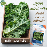 เมล็ดพันธุ์ บลูเคล เคล คะน้าใบหยิก คะน้าใบหงิก ( Blue Kale )