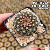 ( Pro+++ )++ ตลับนาค Parodia Formosa แคคตัส เพชร cactus&amp;succulent ราคาดี ต้นไม้ ฟอก อากาศ กระถาง ต้นไม้ ไม้ ประดับ ต้นไม้ ปลูก ใน บ้าน