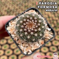 ยอดฮิต ตลับนาค Parodia Formosa แคคตัส เพชร cactus&amp;succulent ขายดี ต้นไม้ ฟอก อากาศ กระถาง ต้นไม้ ไม้ ประดับ ต้นไม้ ปลูก ใน บ้าน