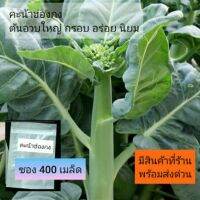 เมล็ดผัก คะน้าฮ่องกง 400 เมล็ด พันธุ์ดี กรอบ อร่อย 3แถม1