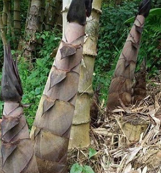 ขายส่ง-100-เมล็ด-เมล็ดไผ่หกยักษ์-the-giant-bamboo-มีชื่อเรียกอย่างอื่นว่า-หว่าซึ-ไผ่นวลใหญ่-ไผ่โป-ไผ่ยักษ์-bamboo-seeds-ไผ่-วงศ์หญ้า-ไม้ไม่ผลัด