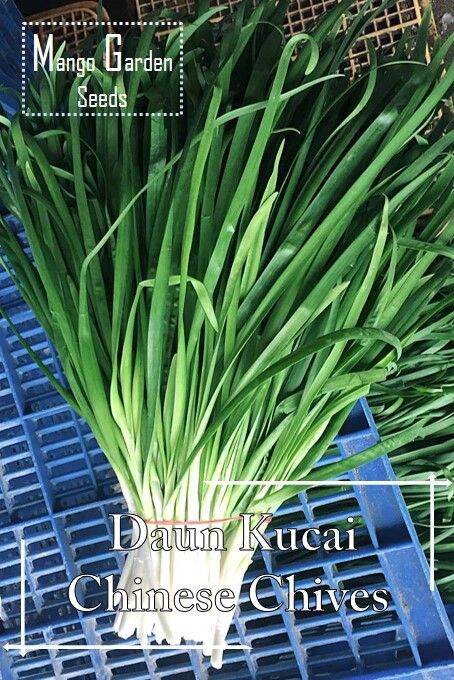 *Easy* Chinese Chives Seeds *Pot Friendly* Daun Kucai (Kuchai)Benih ...