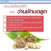 1 กิโลกรัม ว่านชักมดลูก (Temulawak) หัวสด ใช้ปลูกได้ ใช้ทานได้ (Curcuma comosa Roxb.) ชื่ออื่นๆ ว่า ว่านชักมดลูกตัวเมีย ว่านทรหด ว่านหำหด.