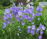 เมล็ดพันธุ์ Campanula persicifolia peach bellflower 200 เมล็ด เมล็ดพันธุ์นำเข้าจากอังกฤษ