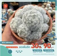 จัดโปร [กรอกโค้ด DW3YM4 ลด50.-] กระบองเพชรแมมขนนกขาวไซต์แม่พันธ์! mammillaria plumosa ลดราคา ต้นไม้ ต้นไม้มงคล เมล็ดพันธุ์ พรรณไม้